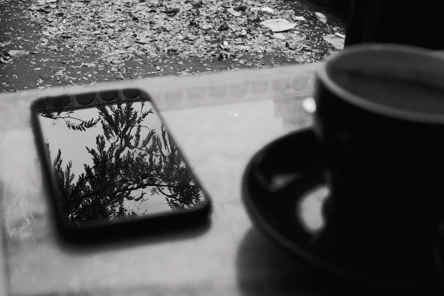 reflection of tree in phone