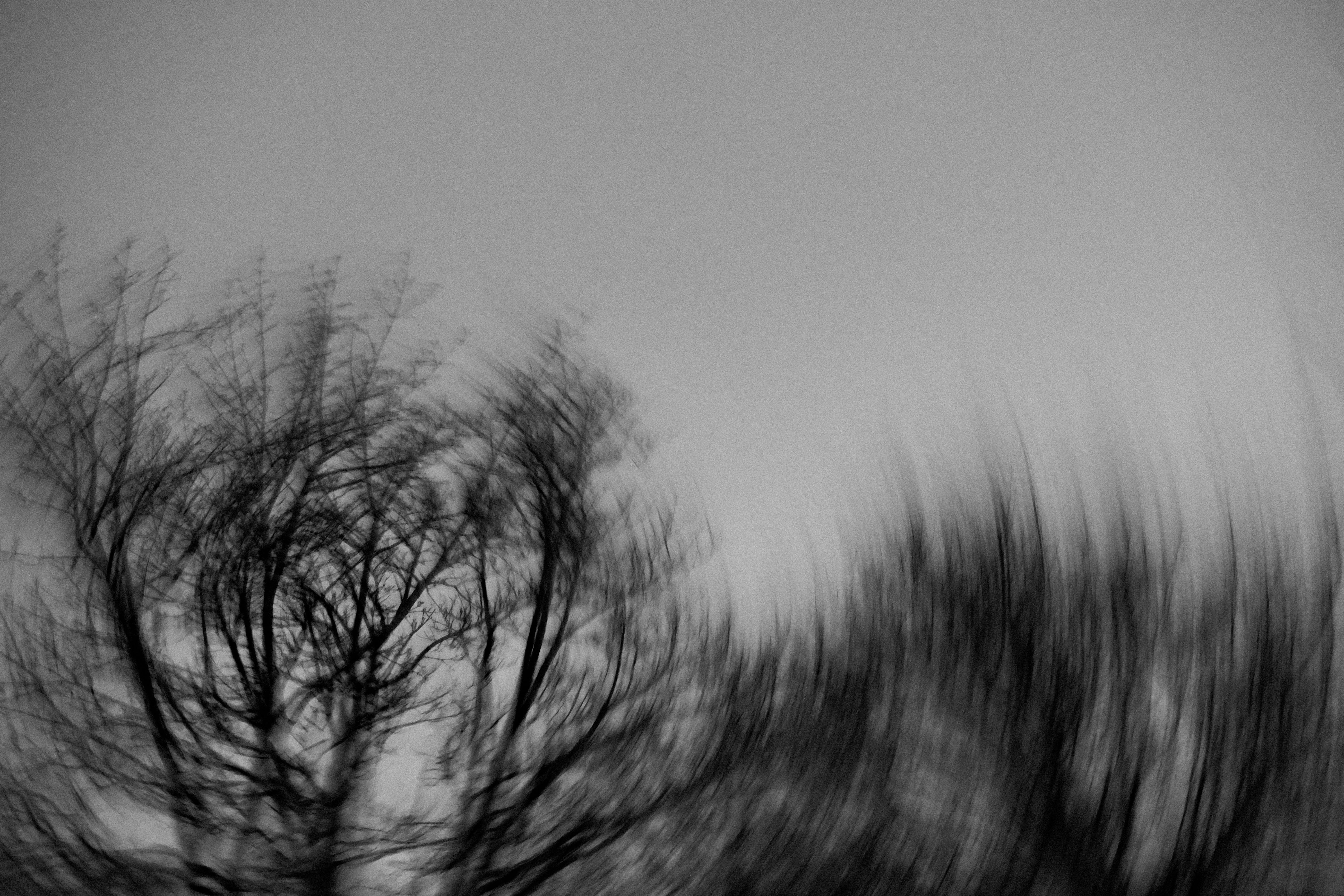 Dreamlike trees in the dark