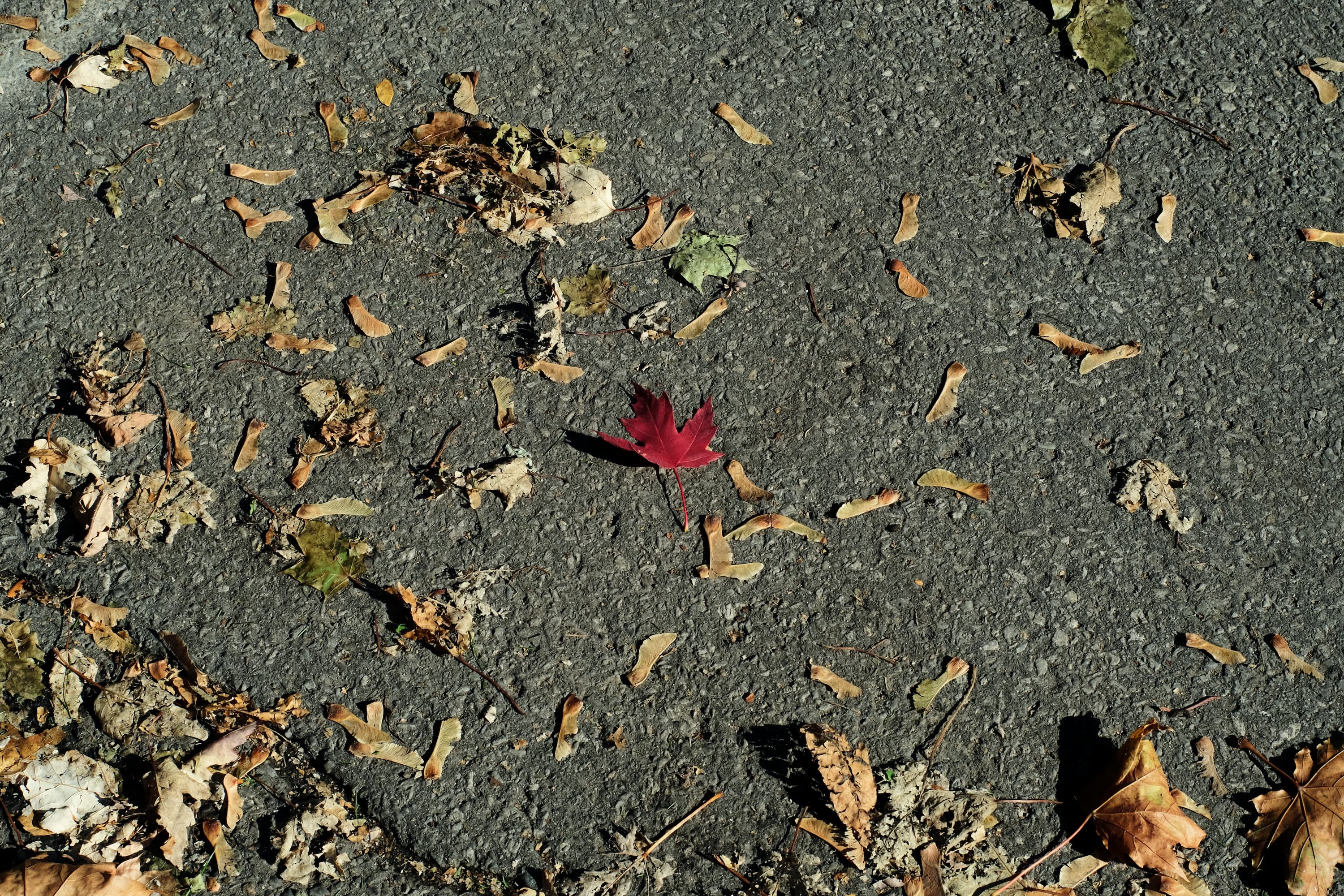 a lone red autumn leaf on pavement