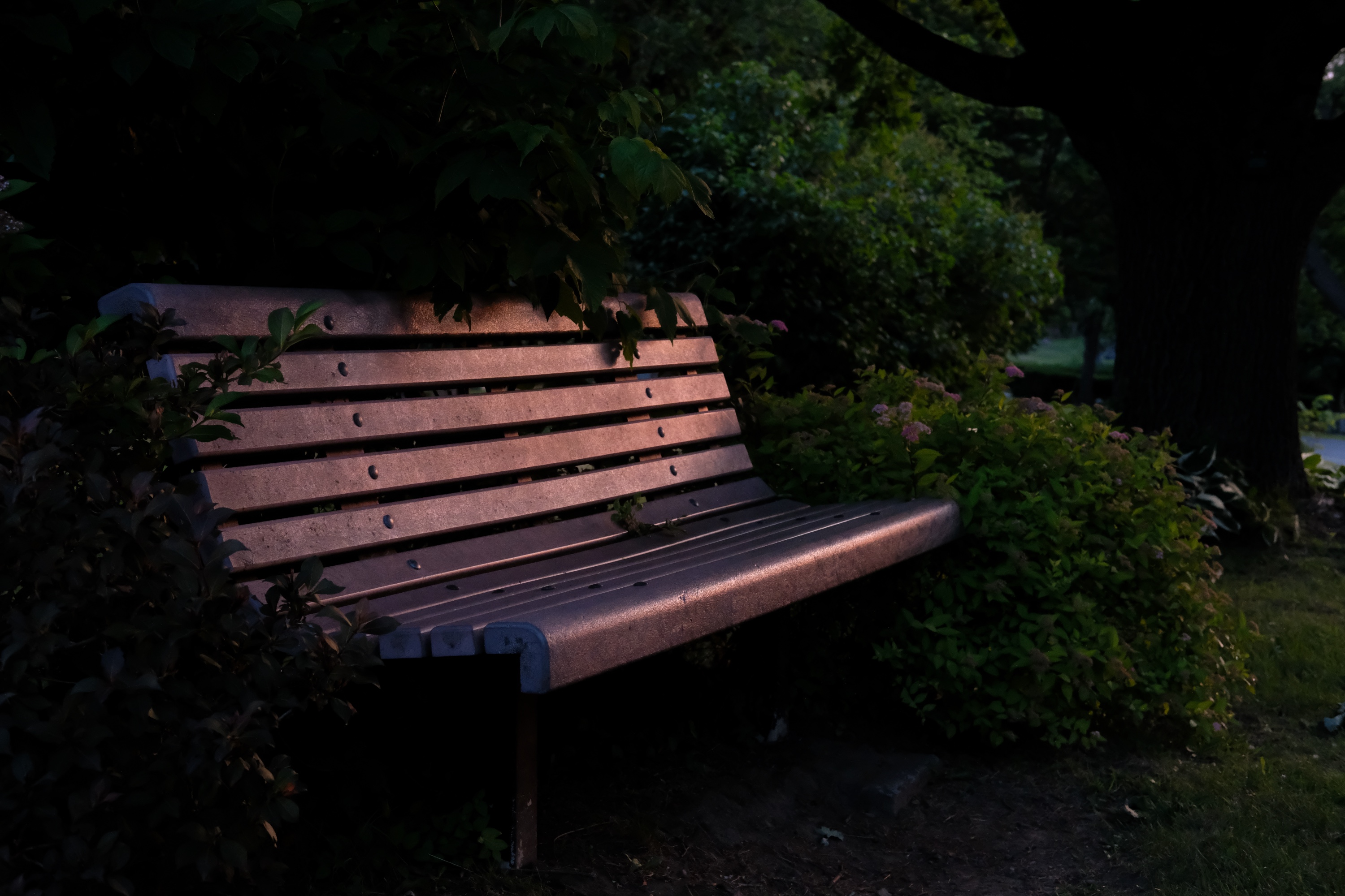 Bench at Twilight • Mont Royal Cemetery, QC • May 2025