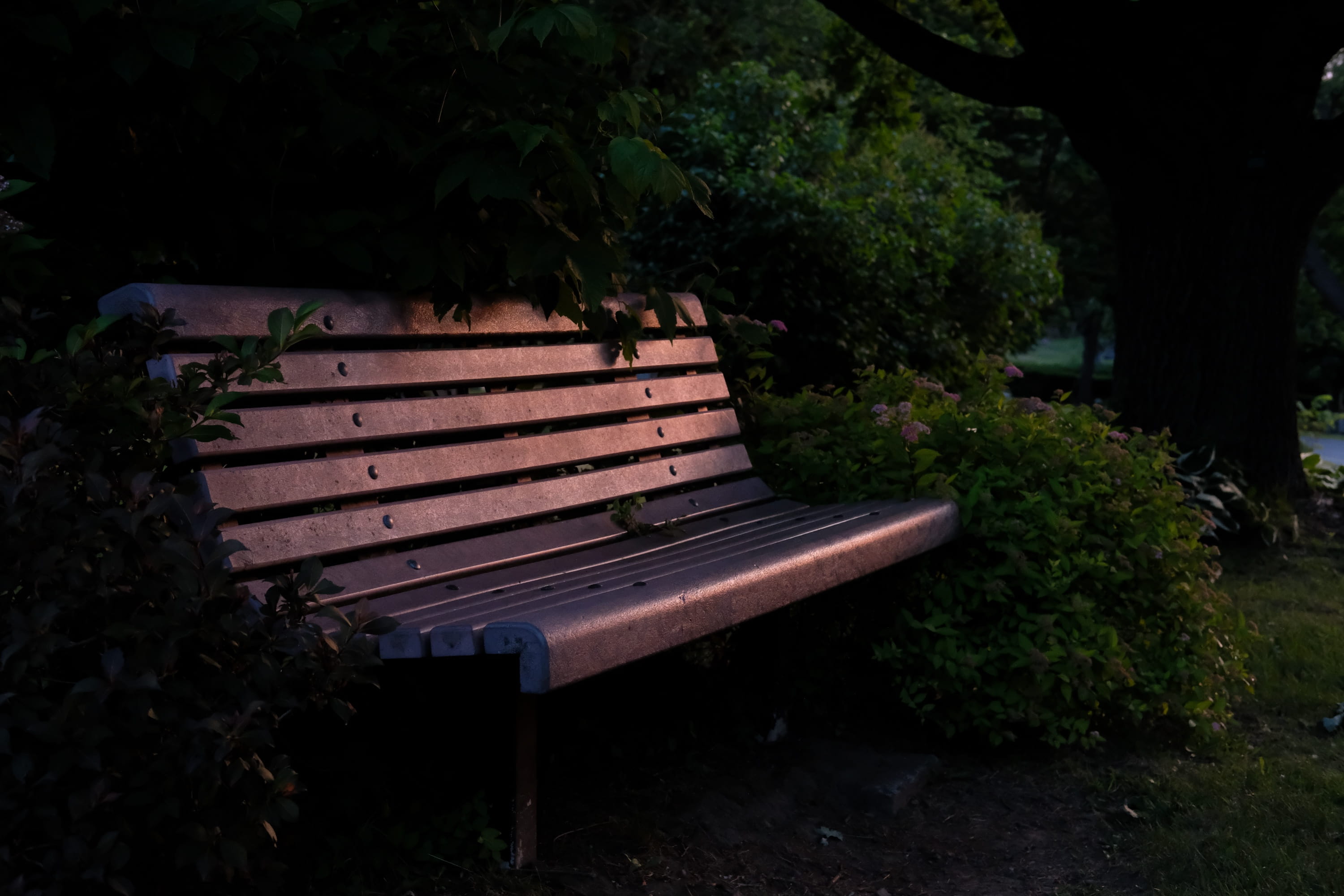 Bench at Twilight • Mont Royal Cemetery, QC • May 2025