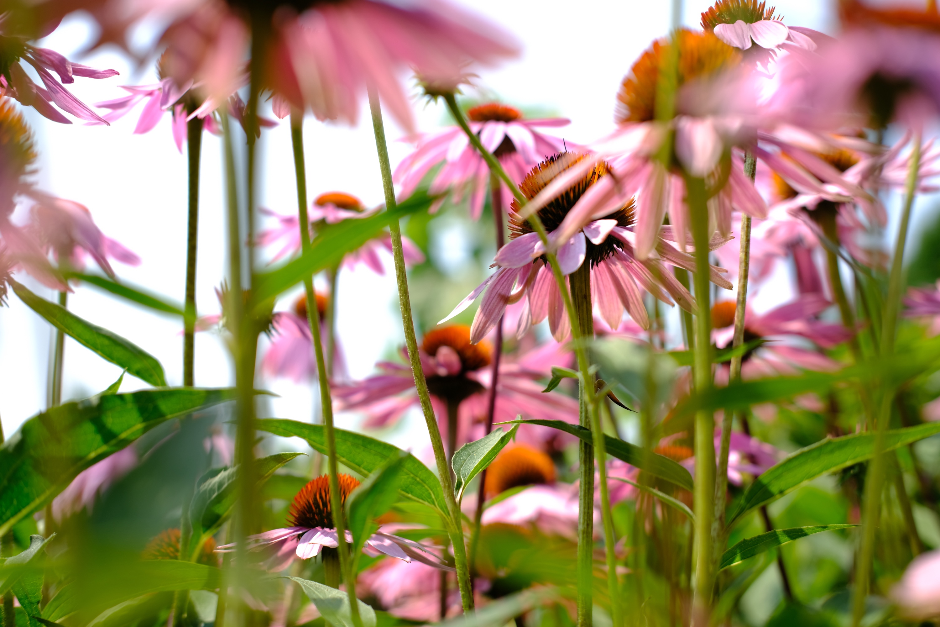 Echinacea • Starksboro, VT • June 2025