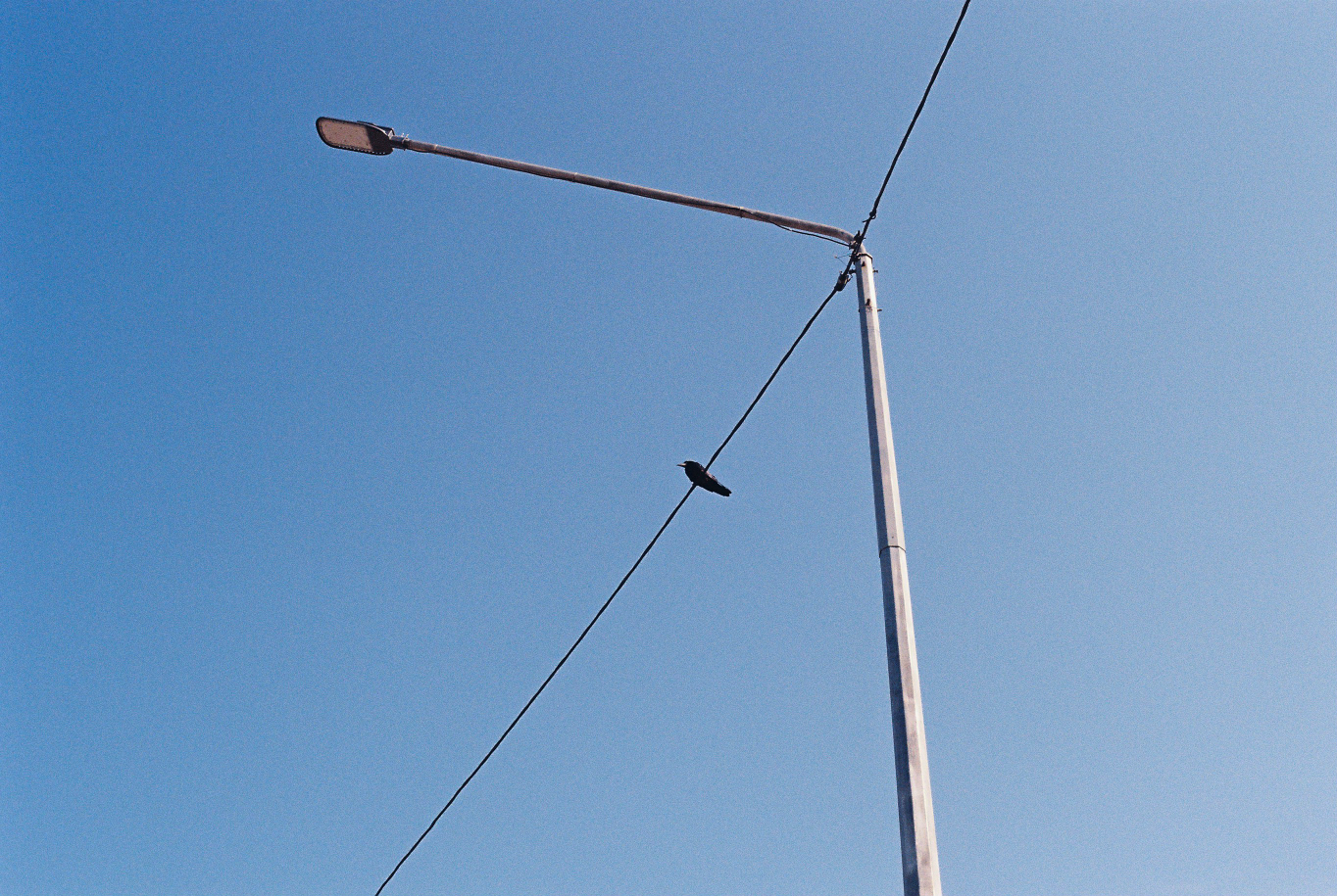 Crow • Romania • August 2025